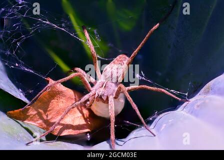 Fuoco immagine accatastata di un nursery web ragno Pisaura mirabilis femmina con sacco d'uovo. Kent Inghilterra Regno Unito Foto Stock