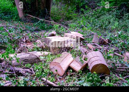 Tronchi di cenere e resti di un albero di cenere abbattuto a causa di cenere dieback e durame Foto Stock