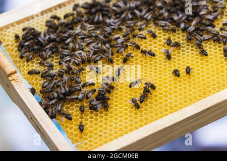 Dall'alto delle api strisciate sul nido d'ape con le cellule di cera in apiary in estate Foto Stock