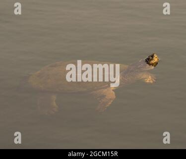 Sbirciando da vicino la tartaruga in acque nebbie con la testa fuori dall'acqua nel suo ambiente e habitat circostante. Immagine. Immagine. Verticale. Foto Stock