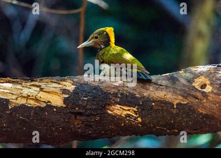 Greater yellownape Woodpecker (Chrysophlegma flavinucha) esplorare e mangiare termites.Two Woodpecker alla ricerca di cibo all'interno del legno aiutare Pest cont Foto Stock