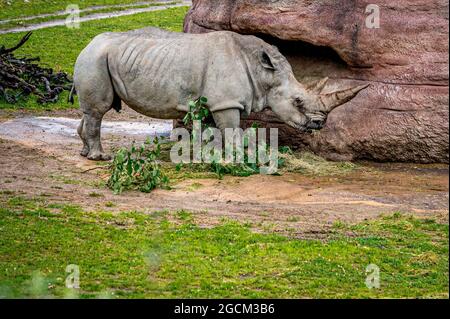 Un rinoceronte bianco al pascolo. Rinoceronte con punta quadrata. Ceratotherium simum. Foto Stock