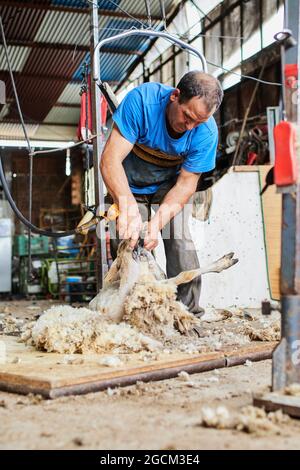 Tagliatrice maschile con macchina elettrica e tagliatrice di pecora pelosa Merino in fienile in campagna Foto Stock