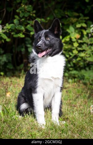 Karelian Bear cane cucciolo, 4 mesi Foto Stock