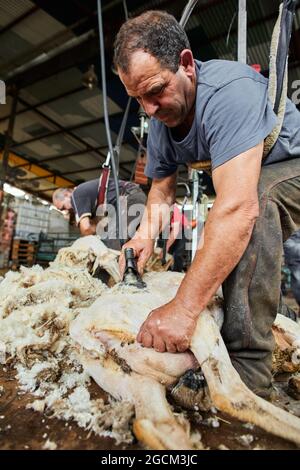 Tagliatrice maschile con macchina elettrica e tagliatrice di pecora pelosa Merino in fienile in campagna Foto Stock