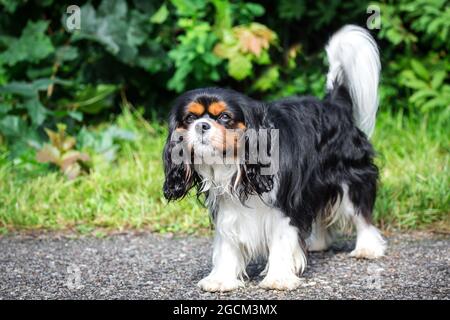 Re Charles Spaniel, inglese Toy Spaniel Foto Stock