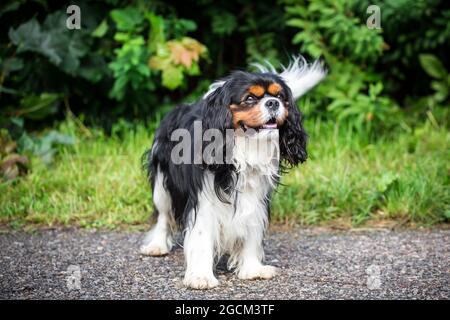 Re Charles Spaniel, inglese Toy Spaniel Foto Stock