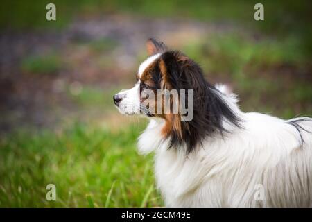 Continental Toy Spaniel, papillon cane Foto Stock
