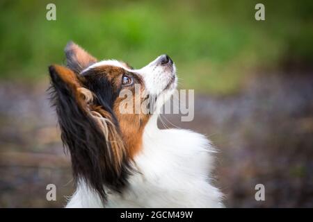 Continental Toy Spaniel, papillon cane Foto Stock