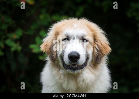 Pyrenean Mountain Dog, Great Pyrenees cane cucciolo, 5 mesi di età Foto Stock