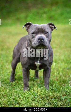 Blue Staffordshire Bull Terrier Foto Stock