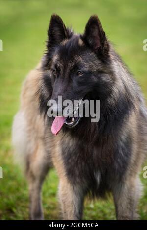 Cane Pastore Belga - Tervueren Foto Stock