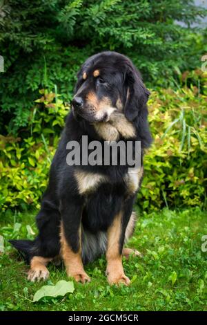 Do Khyi, Mastiff Tibetano Foto Stock