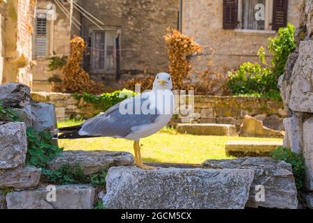 Un gabbiano sorge su un antico muro di pietra nel centro della città costiera medievale di Porec in Istria, Croazia Foto Stock