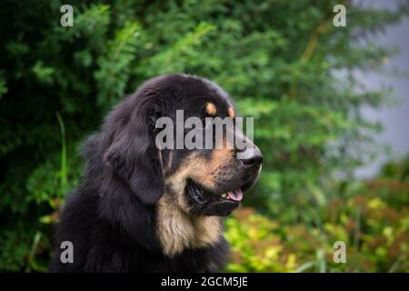 Do Khyi, Mastiff Tibetano Foto Stock