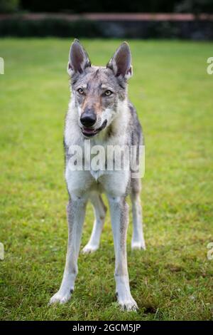 Wolfdog cecoslovacco, Wolfhound ceco Foto Stock