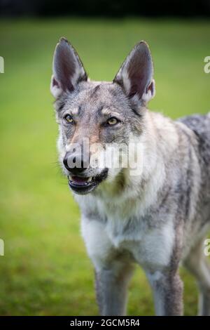Wolfdog cecoslovacco, Wolfhound ceco Foto Stock
