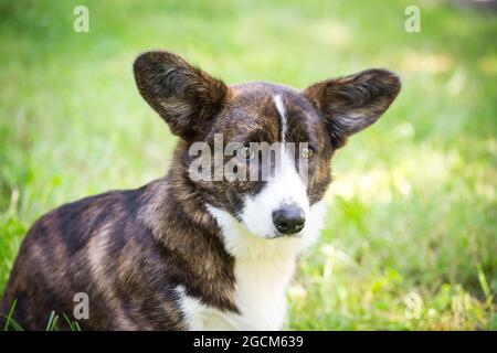 Brindle Gallese Corgi Cardigan, 6 mesi Foto Stock