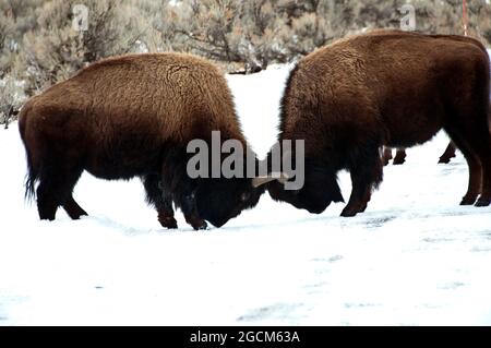 Due bisoni toro che sparano nella neve, Lamar Valley, Yellowstone National Park Foto Stock