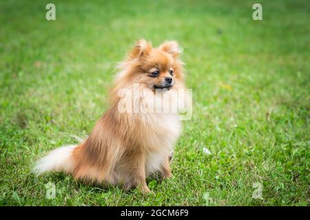 Pomerania Foto Stock