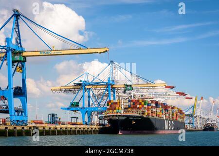 MSC Bettina Container Ship attraccato nel terminal dei container Port 2000 a le Havre, Francia, in fase di scarico da gru a portale per container post-panamax. Foto Stock