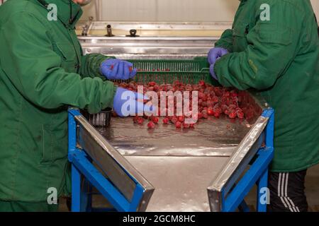 Smistamento manuale delle ciliegie surgelate sul trasportatore. Lavoratori in una calda uniforme nel gelateria. Foto Stock