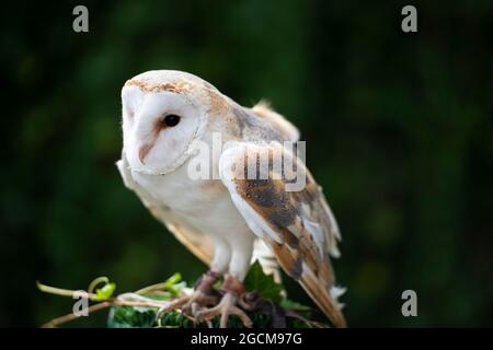 Barn Owl (Tyto Alba) presso il National Bird of Prey Center, Russborough House, County Wicklow, Irlanda Foto Stock
