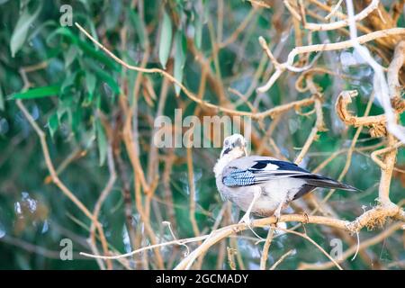 bel primo piano uccello su un albero tra il fogliame Foto Stock