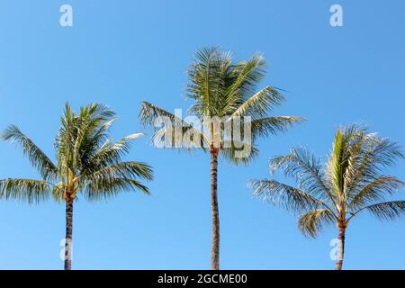 Tre palme nelle Hawaii Foto Stock