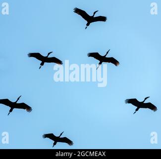 Parte di un volo di African Openbill Storks i il Delta Okavango Botswana Africa Foto Stock