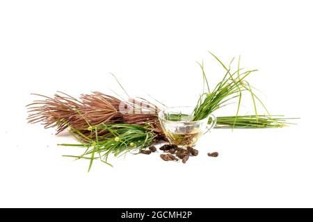 Cyperus rotundus isolato sfondo bianco Foto Stock