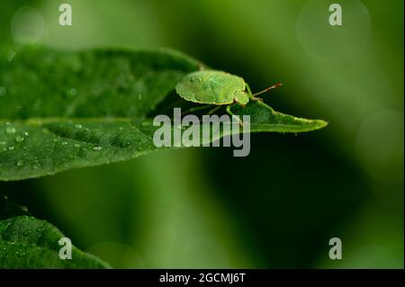 Macro shot di un bug di scudo verde (Palomena prasina) seduto su una foglia con gocce d'acqua. Foto Stock