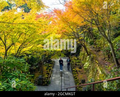 I visitatori del tempio di Hasedera a Kamakura potranno ammirare il bellissimo fogliame autunnale durante la stagione autunnale. (Kanagawa, Giappone) Foto Stock