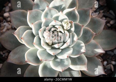 Bella rosetta echeveria con spesse foglie divertenti, primo piano. Vista dall'alto pianta succulenta verde. Foto di alta qualità Foto Stock