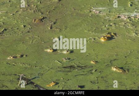 rane in acqua verde nasty Foto Stock