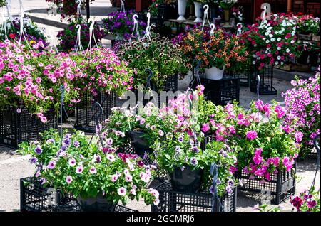Vasi di fiori con petunie colorate sono in vendita nel mercato Foto Stock