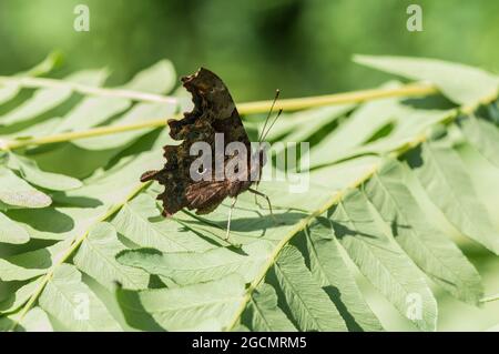 Sotto una virgola (Polygonia c-album) che mostra chiaramente la 'virgola' bianca Foto Stock