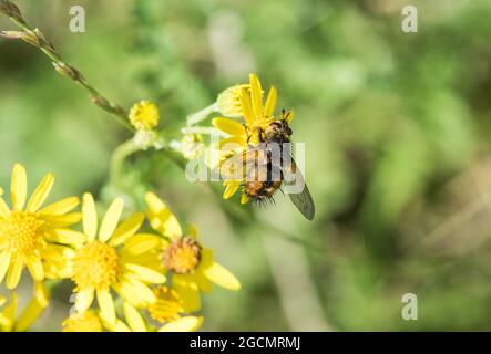 Tachinid Fly - Tachina Fera - alimentazione su Ragwort Foto Stock