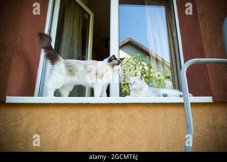 Due gatti pedigree Ragdoll e chinchilla scozzese si siedono sul davanzale e guardano la strada Foto Stock
