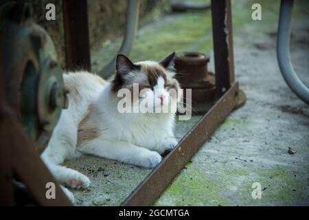 Domestico bello giovane gatto di Ragdoll è stanco e riposante all'aperto Foto Stock