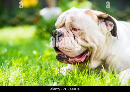 Ritratto del profilo di forte-Looking White American Bulldog all'aperto Foto Stock