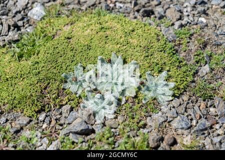 Plantago nivalis è una pianta fiorente della famiglia Plantaginaceae.endemic pianta della Sierra Nevada , Granada, Spagna che cresce esclusivamente sopra 3,000 Foto Stock