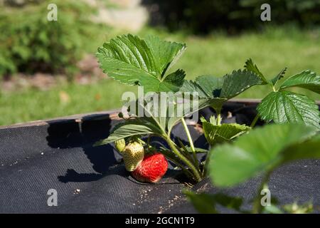 Il letto con fragole è coperto da un panno nero. Foto di alta qualità Foto Stock