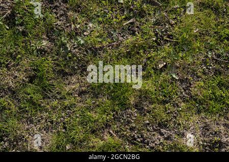 L'erba primaverile si sta rompendo Foto Stock