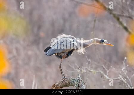 Grande airone blu volò fuori dall'acqua su un ramo di albero per scuotere l'acqua di asciugare le piume in una giornata soleggiata presso le zone umide in inverno Foto Stock