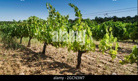 Primo piano di una fila di vigneti nella regione di Ribera del Duero, Castilla. Foto Stock