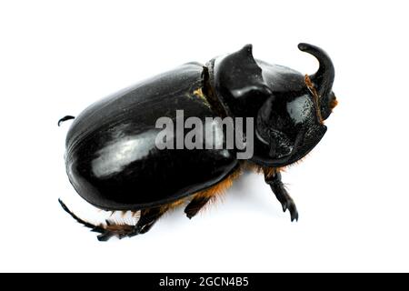 Bella Rhinoceros Beetle macro immagine su sfondo bianco Foto Stock