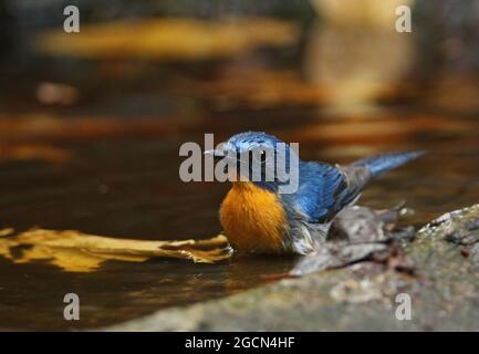 Indochinese Blue-flycatcher (Cyornis sumartrensis indocina) uomo adulto che bagna Kaeng Krachan, Thailandia Febbraio Foto Stock