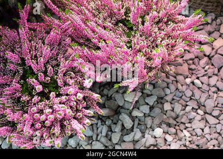 Fiore rosa Heather. Messa a fuoco selettiva. Sfondo grigio pietra. Spazio di copia. Foto Stock