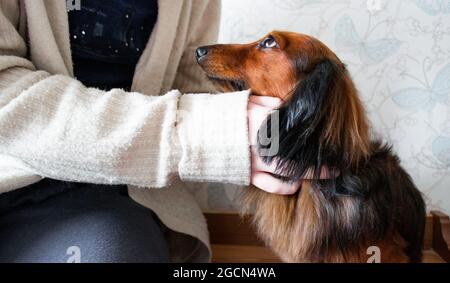 Qualcuno abbraccia e pennellava un dachshund nero dai capelli rossi dai capelli lunghi. Il cane guarda fedelmente al proprietario. Foto Stock